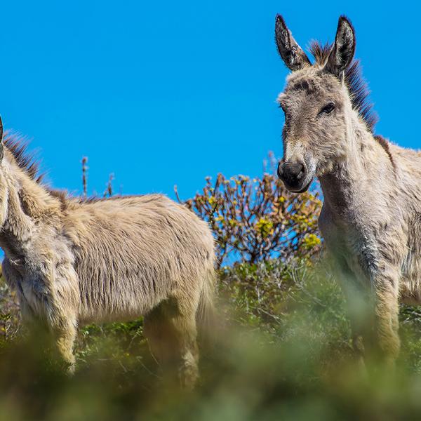 Asinelli Sardegna