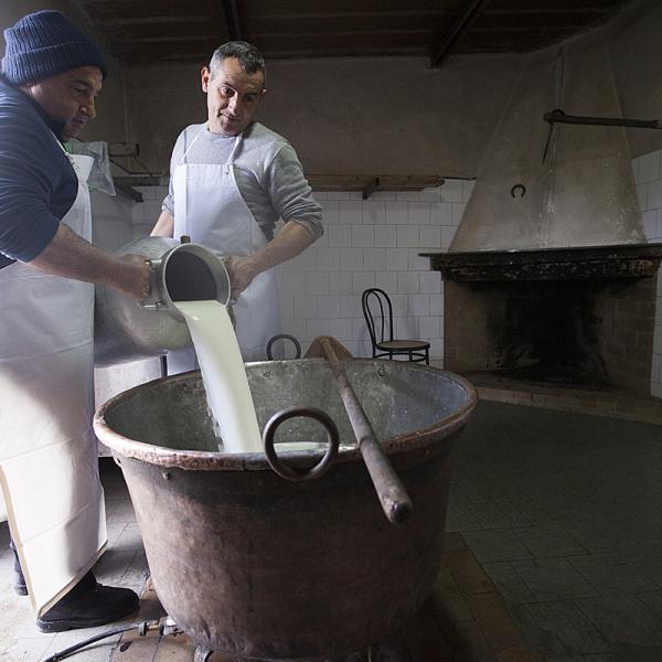 Lavorazione Del Pecorino