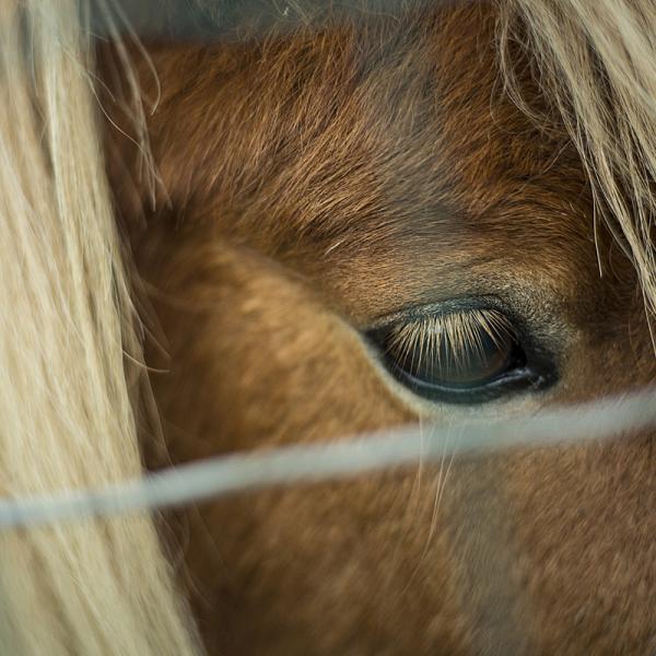 Pony